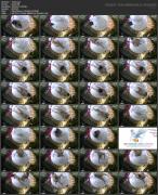 Скриншот №6 для Asian Hidden Camera Couples Escorts Pack 097 (125 Clips) [All Sex, Amateur, Asian, Blowjob, Brunette, Couples, Creampie, Doggystyle, Hardcore, Hidden Camera, Skinny, Spycam, Stockings, Teen, Voyeur, 480p, 540p, 720p, 1080p, 2160p, CamRip]